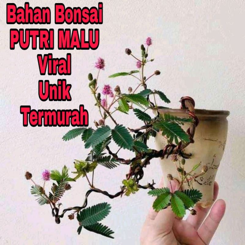 Bahan Bonsai Putri Malu Mimosa Pudica Viral Keren Terbaru Murah Original