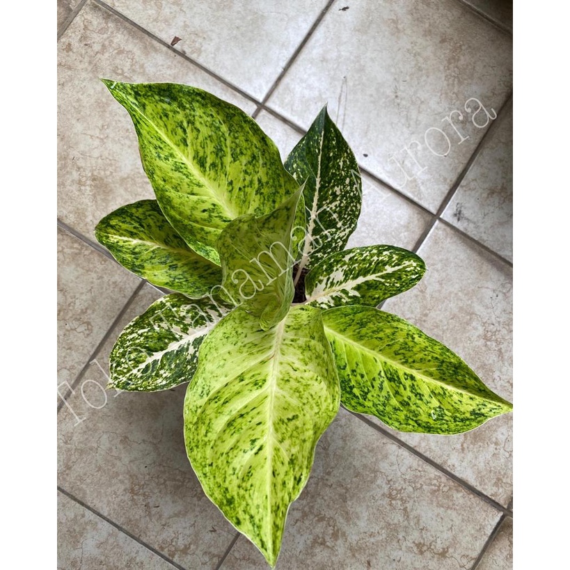 Aglonema Striptis White