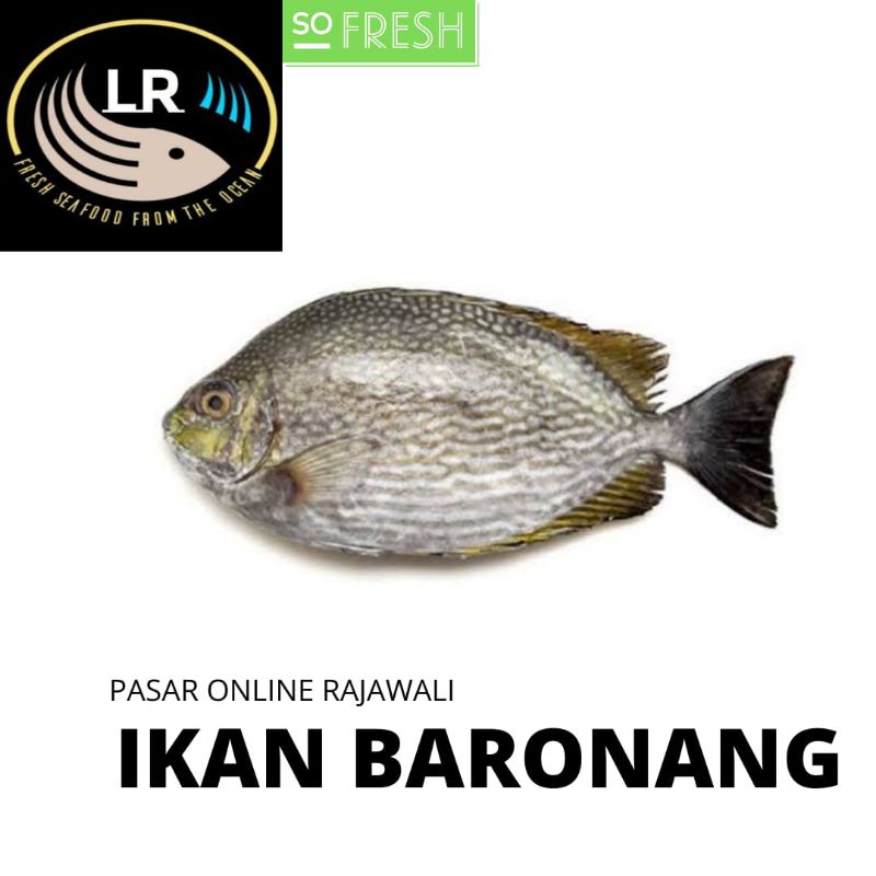 

ikan baronang 1 Kg segar