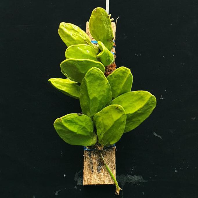 Buruan Beli] Hoya Unik Daun Pisang Batu , Dischidia Major - Tanaman Hias Eksotis