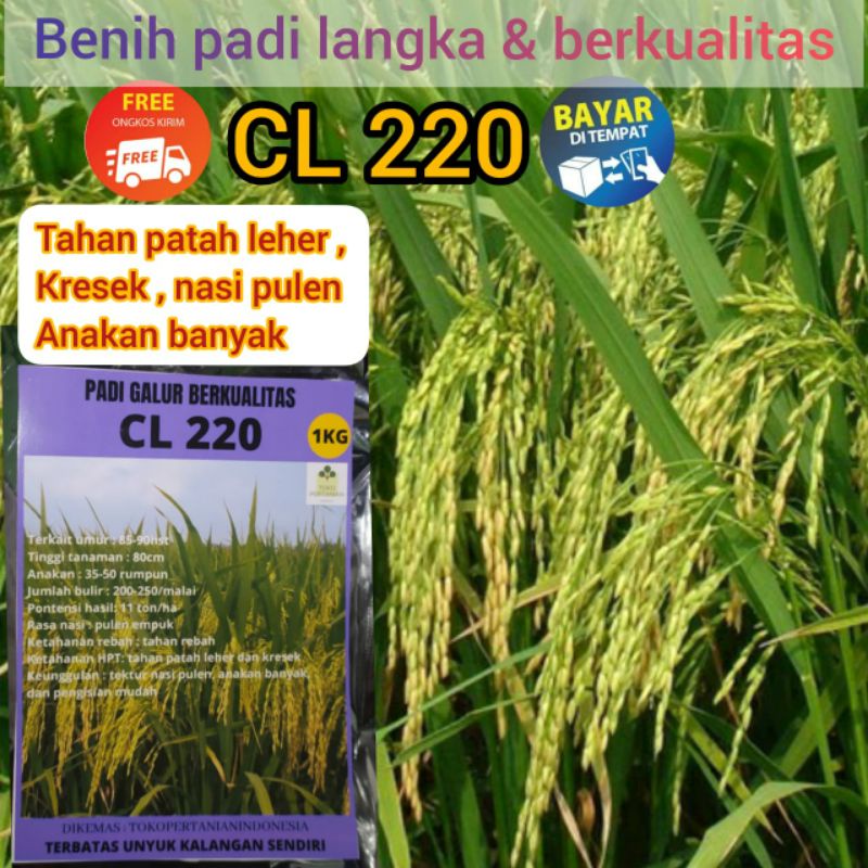 COD Benih padi cl220 original berkualitas dan tahan patah leher 1kg.