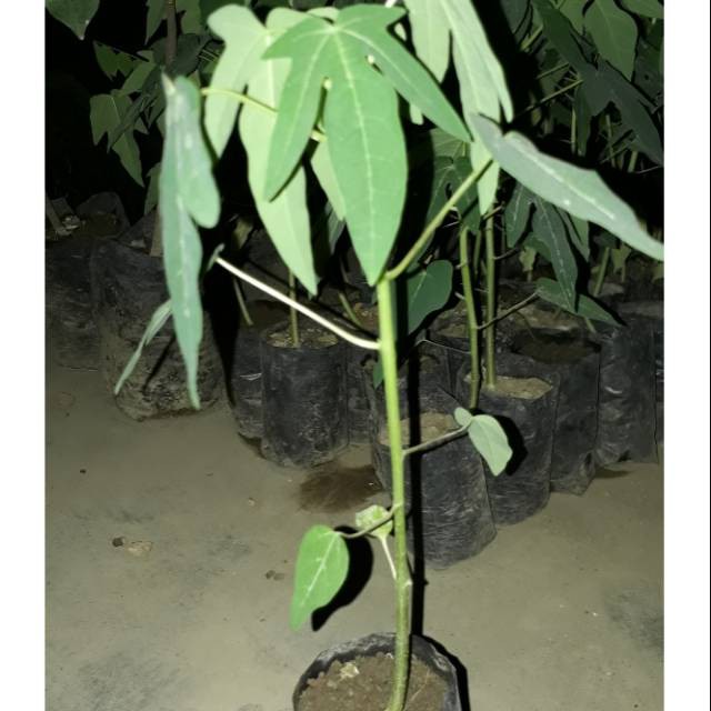 Bibit tanaman pepaya tailand kates