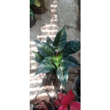 Hot lady black rumpun jumbo