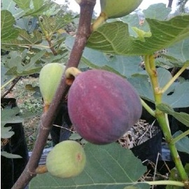 Bibit Pohon tin Jenis Brown Arabia Buah Merah Rasa Manis | Tanaman Bibit Pohon tin Jumbo