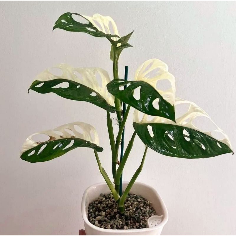 Tanaman hias Halfmoon adansoni monstera / monstera varigata / Florist Nursery