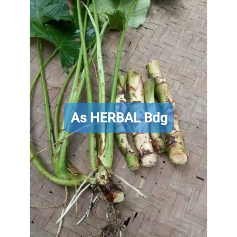 

Batang cariu cariwuh segar 1 kg fresh-az