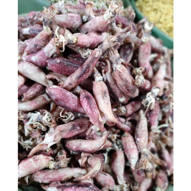 

cumi pen telur/cumi asin