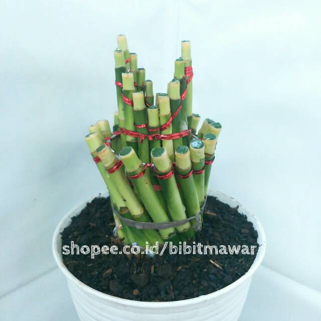 Jual Mini Bambu Hoki Air Mancur Shopee Indonesia