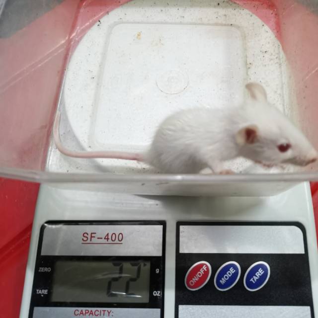 

Rat Sapih - Tikus Putih - Mencit