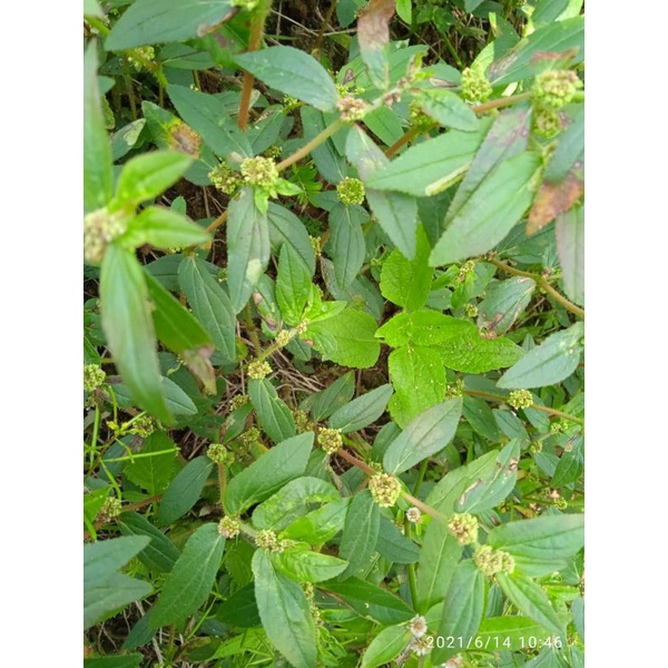

daun patikan kebo segar 100 gram
