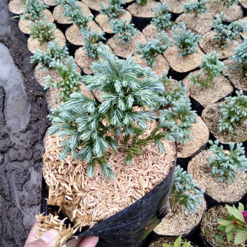 Cemara Perak | Bibit Cemara Perak | Pine Silver