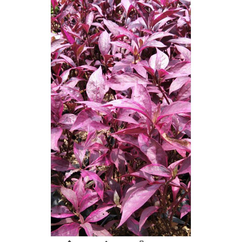 Tanaman Hias Erpah/Bayam bayaman