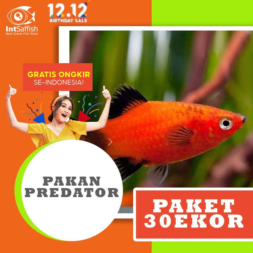 Paket 30e Ikan Hias/pakan predator Molly/koral Paket 30e