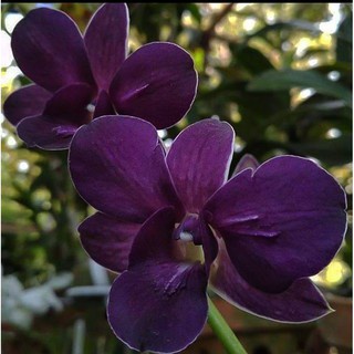dendrobium varian blue dewasa
