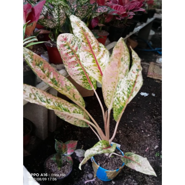 aglonema donacarmen mutasi jumbo