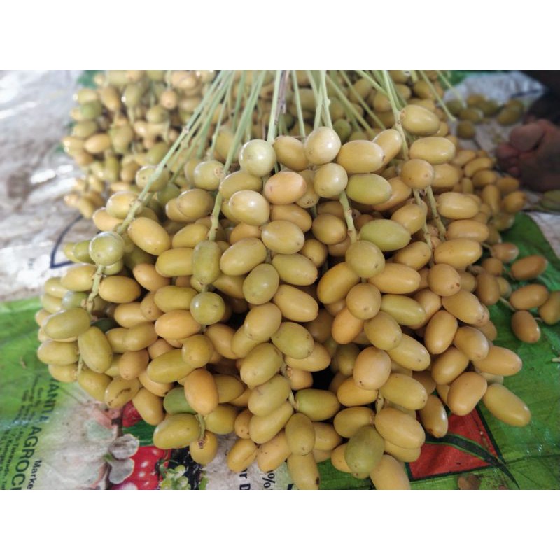 kurma muda promil kuning 1 kg fresh