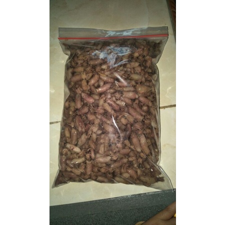 Balita cumi 3-4 cm berat 500 gram