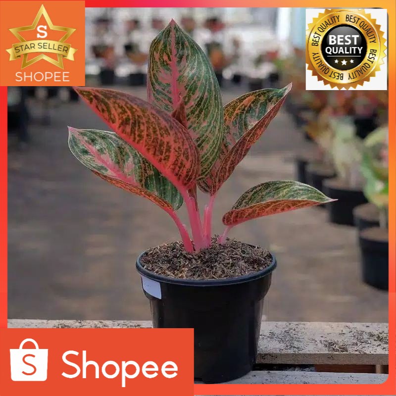 Tanaman hias aglonema widuri anakan