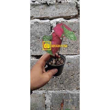 Caladium Baret - Keladi baret baby
