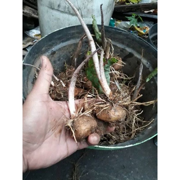 Umbi Keladi Red Star_1kg