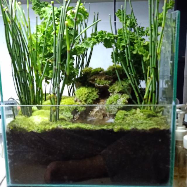 Paludarium