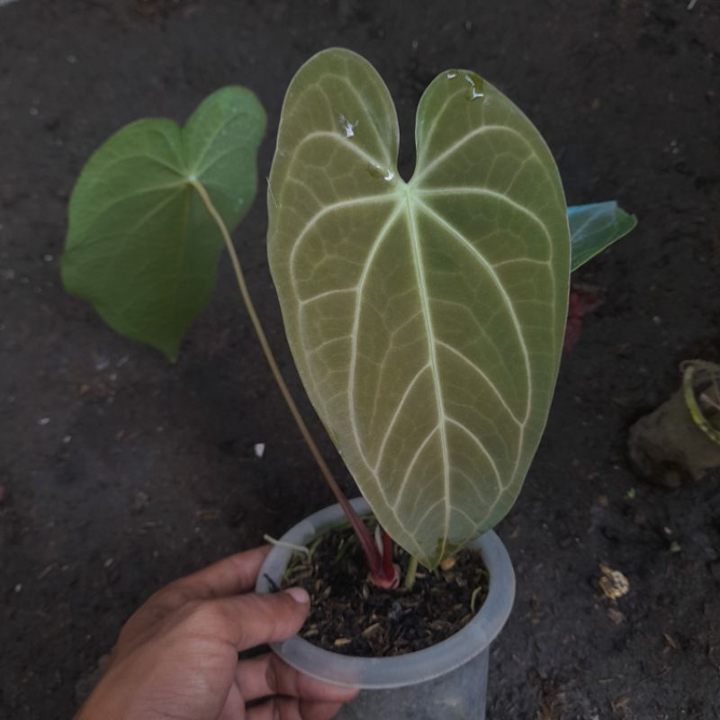 tanaman hias anthurium magnificum hybrid
