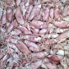 

Cumi Telor Murah 500 gr