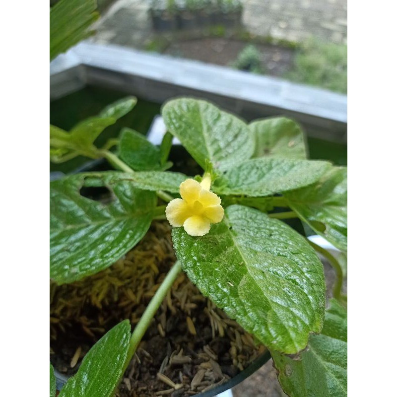 epicia tropical topaz bunga kuning