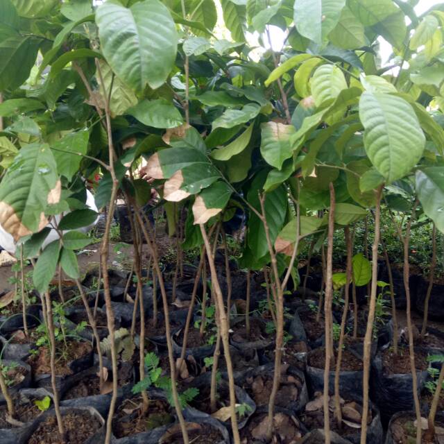 Bibit buah duku palembang