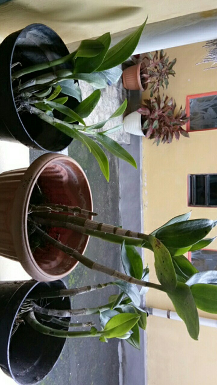 Anggrek Dendrobium Wonleng