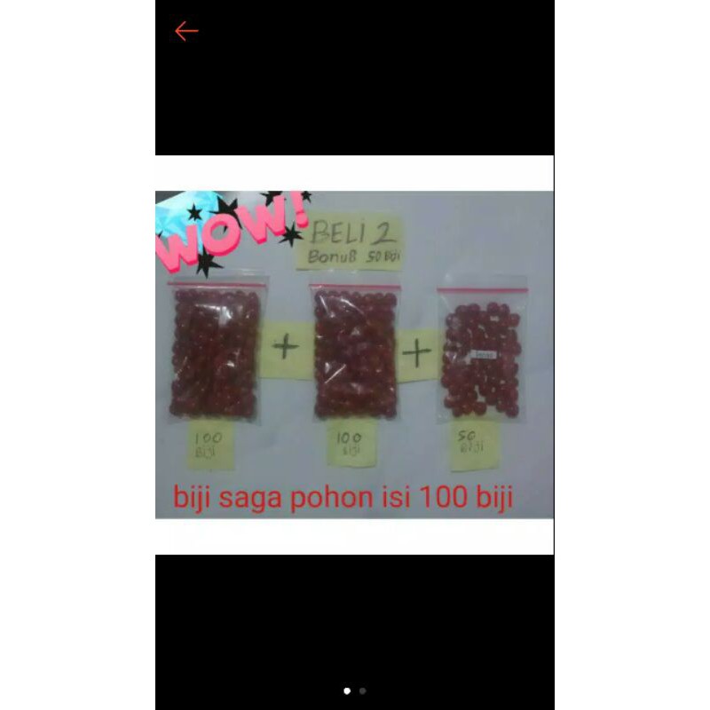 biji saga merah pohon