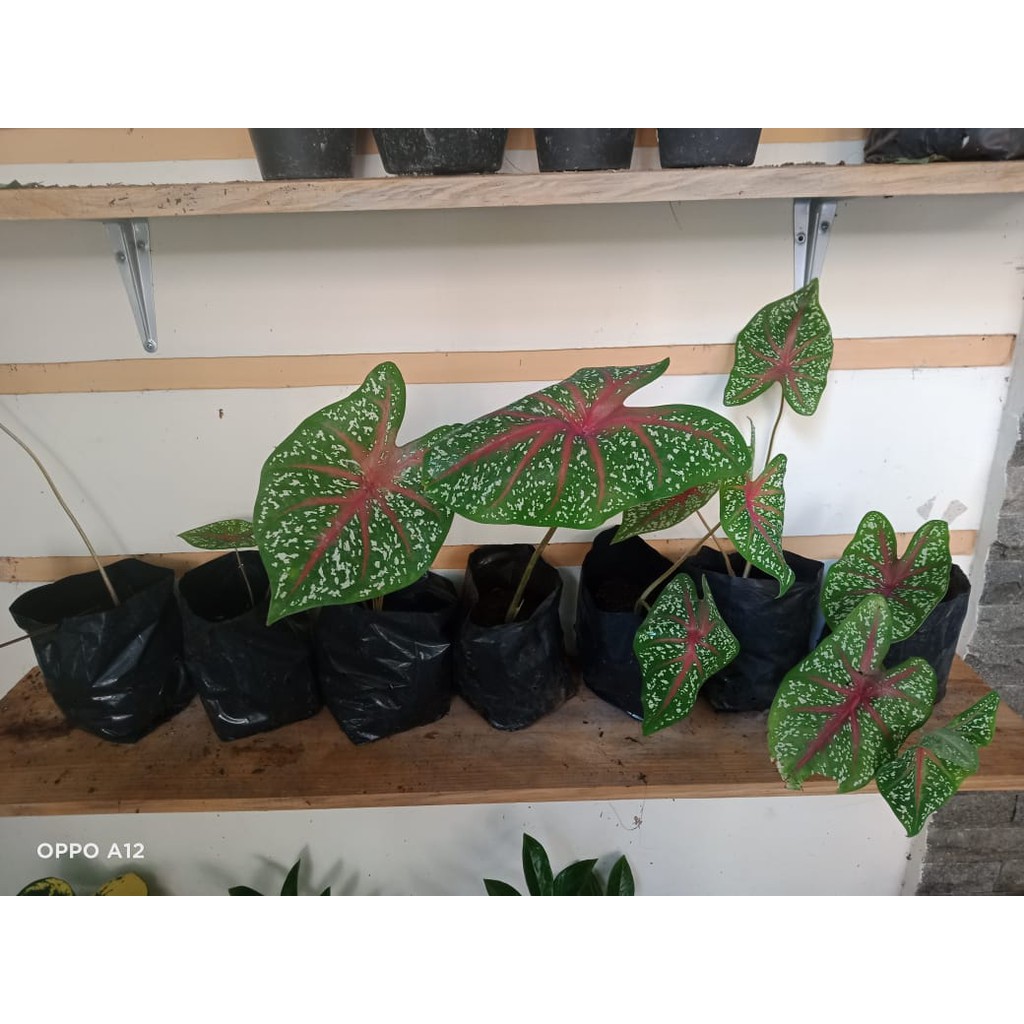 Caladium Red star