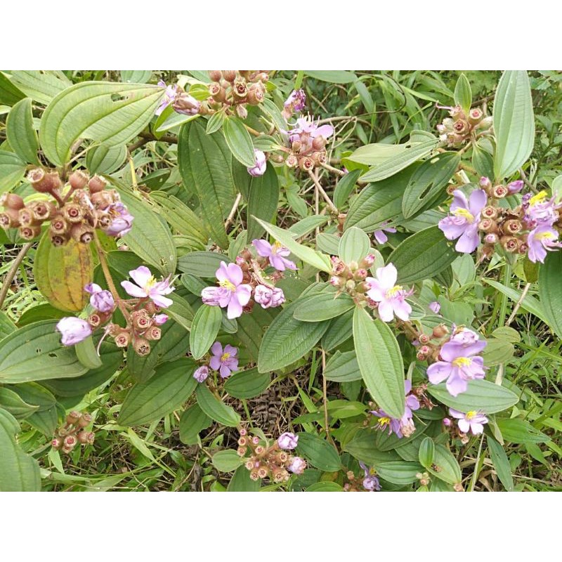 

Daun Senggani Senduduk Harendong Besar Segar 500gr