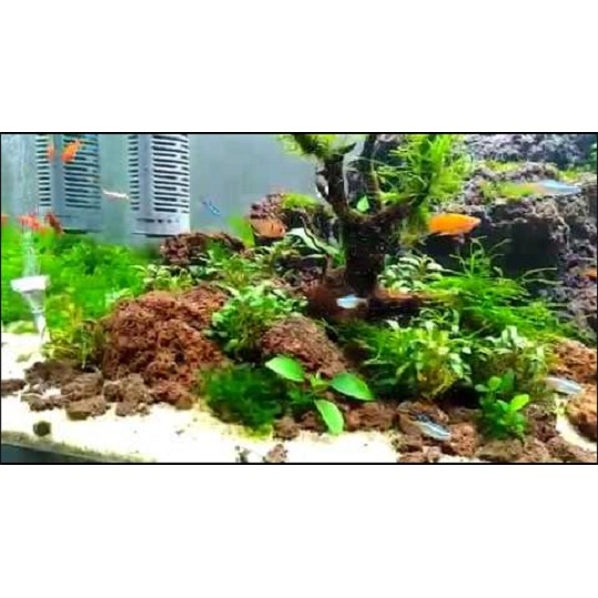 Batu Lava Rock 1kg Lavarock 1 kg Hardscape Aquascape Hiasan Aquarium