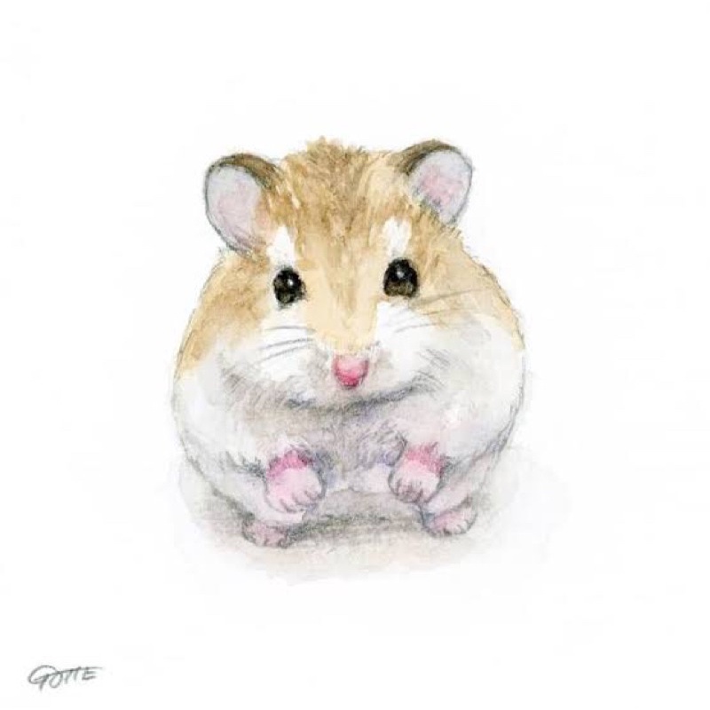 Hamster Robo Roborovski