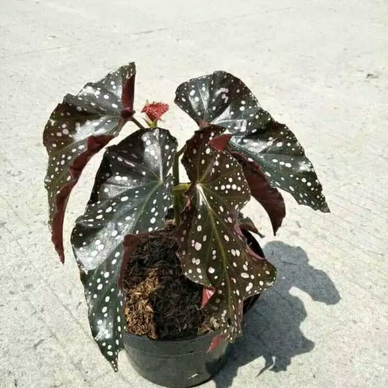 tanaman hias begonia polkadot-begonia mocca-angel wing-begonia moca polkadot-begonia polkadot hias