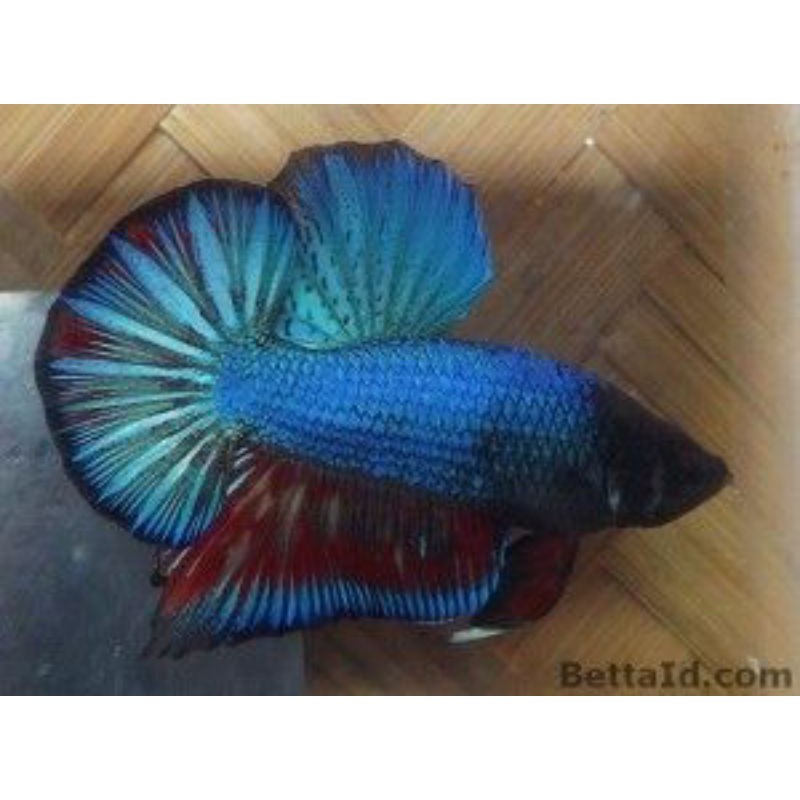 Ikan cupang nemo, koi, fancy, anakan termurah