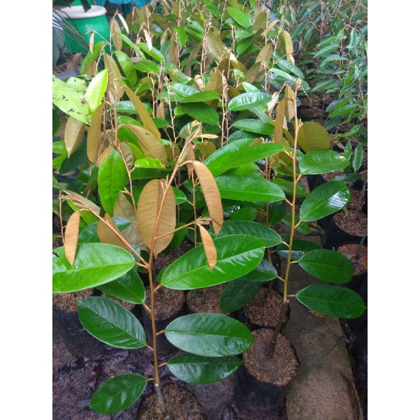 bibit durian tembaga