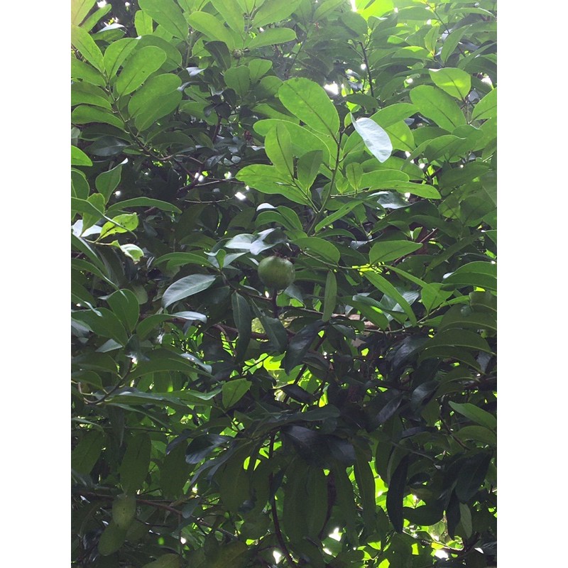 

black sapote buah
