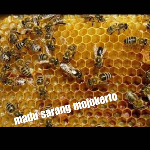 

madu sarang asli milefera 100%