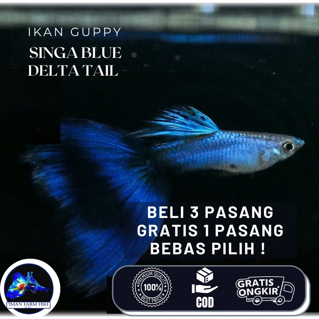 Guppy Singa Blue Delta Tail