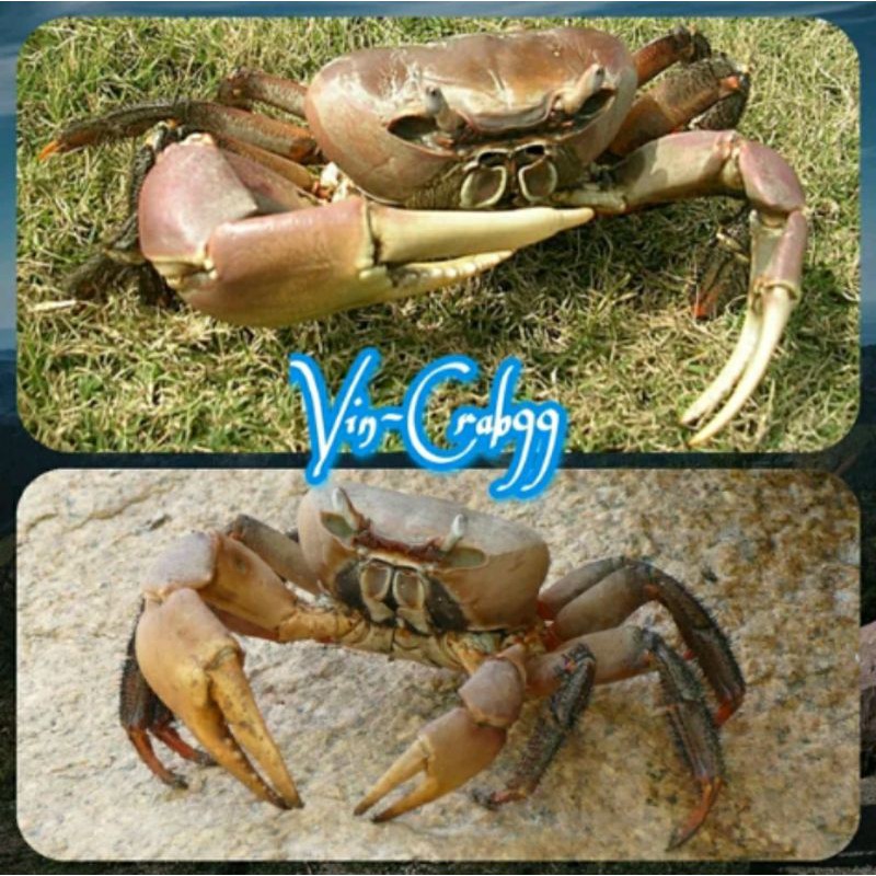 Harga Kepiting Air Tawar Hias Terbaru Mei 2021 Biggo Indonesia