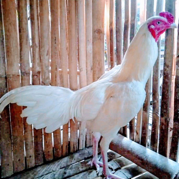 Ayam-Kandang- Ayam Jago Kampung Putih/Usia 6 Bulan -Kandang-Ayam.