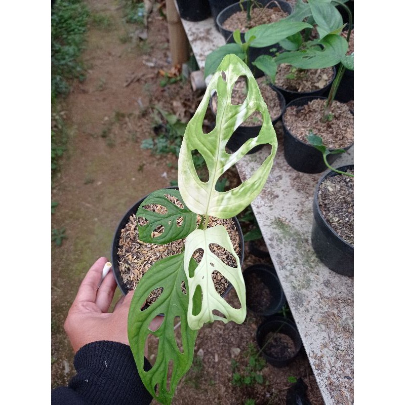 Monstera Adansonii Variegata/ janda bolong variegata albo