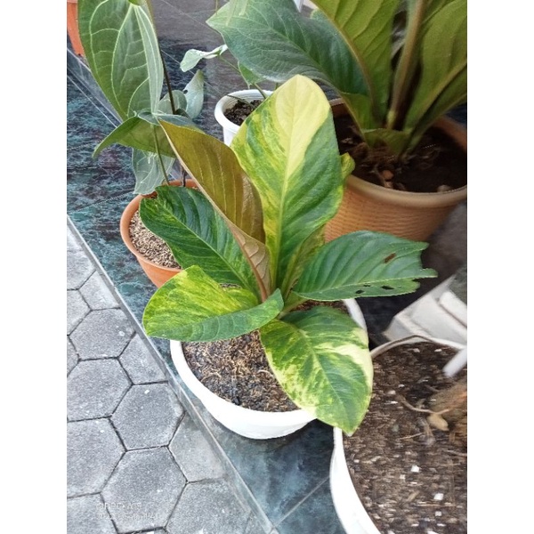 jemani tornado varigata