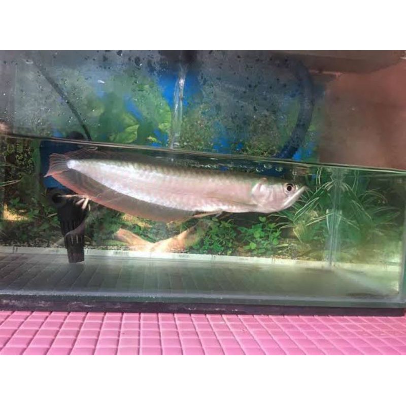 Ikan Arwana Silver Red Brazil 12-14CM (COD)