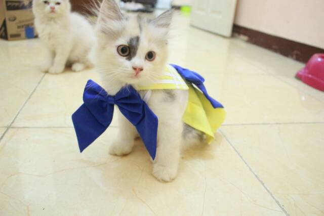 Dress sailor venus untuk kucing dan anjing / baju kucing murah meriah size S M L XL