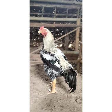 Telur Tetas Fertil Ayam GORILA Ori