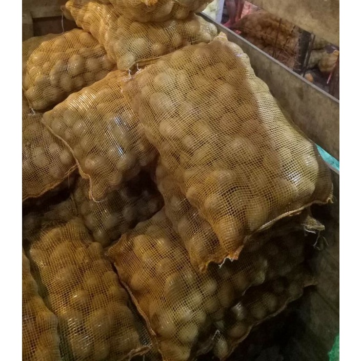 

kentang medan