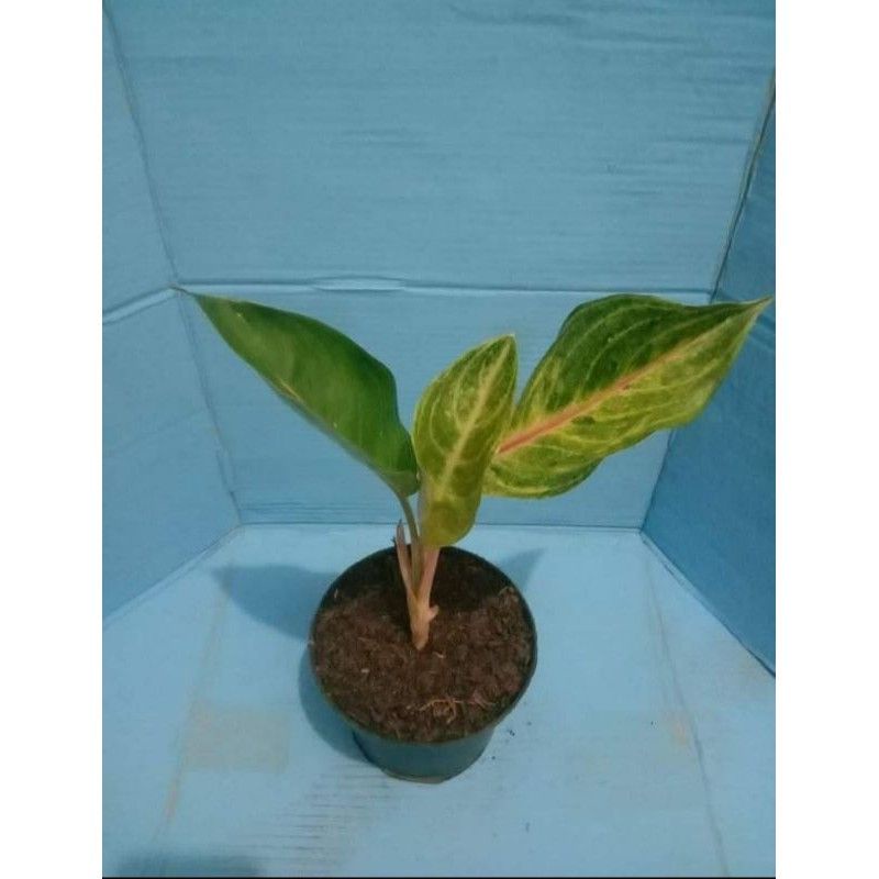Tanaman Hias Aglonema Pink Sunset - Aglonema Ping Sunset anakan